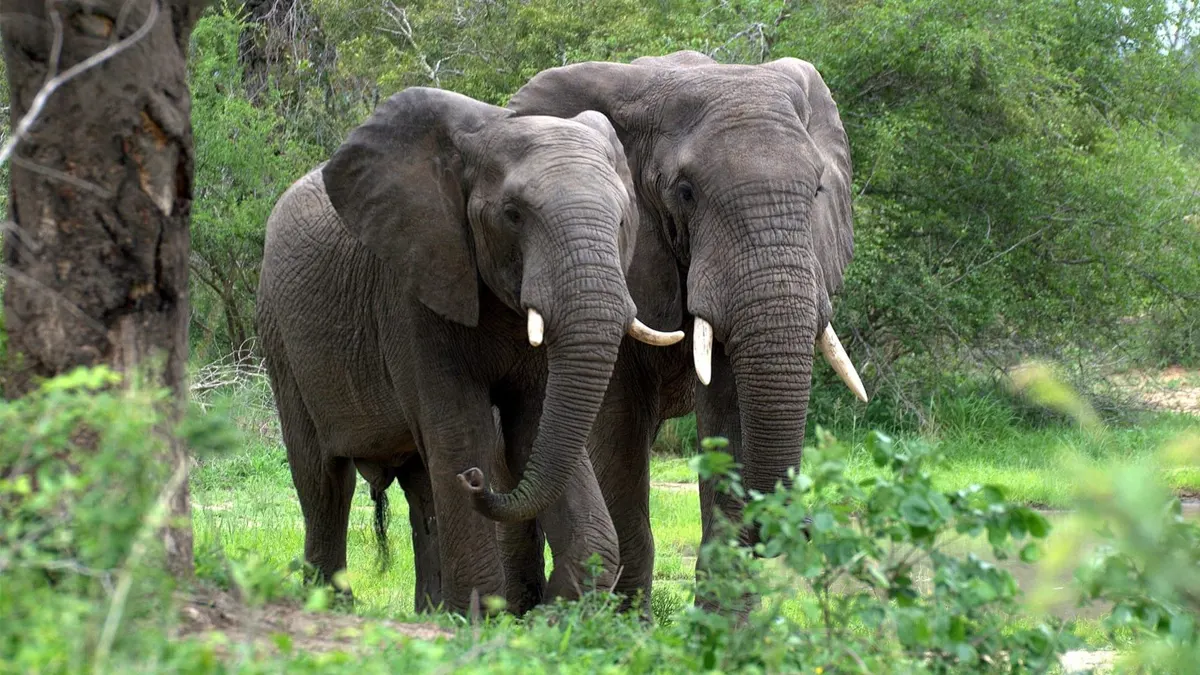 Top Wildlife Sanctuaries in India – Best Places for Wildlife & Nature